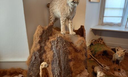 Auf einer Ausstellungsfläche mit Naturelementen wie Gras, Rinde und Steine sind ausgestopfte Tiere wie Erdmännchen, Luchs und Fuchs zu sehen.