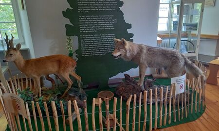 Ein ausgestopftes Reh und ein ausgestopfter Wolf stehen auf einem abgegrenzten und mit Naturmaterialien gestalteten Ausstellungsbereich vor einer Informationstafel über den Wolf als Jäger.