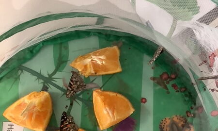 Vier orange-schwarze Schmetterlinge mit vier Orange-Stücken sind in einem Netz mit grünem Boden zu sehen.